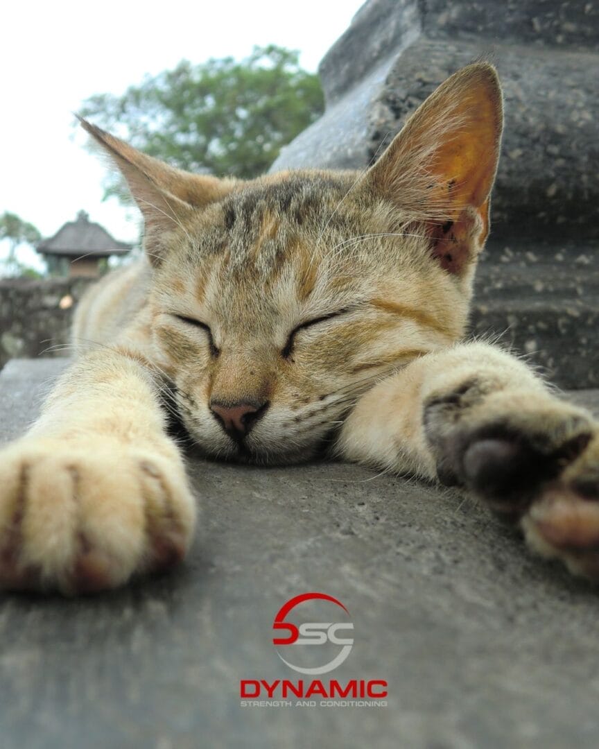 sleeping kitty